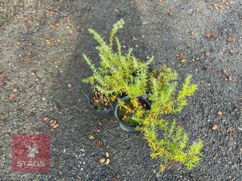 4 ROSMARINUS PROSTRATUS (ROSEMARY)