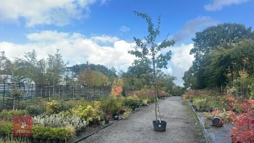 MALUS SYLVESTRIS (CRAB APPLE)