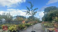MALUS SYLVESTRIS (CRAB APPLE) - 2