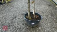 MALUS SYLVESTRIS (CRAB APPLE) - 3