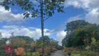 MALUS SYLVESTRIS (CRAB APPLE) - 7