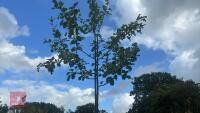 MALUS SYLVESTRIS (CRAB APPLE) - 8