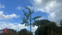 MALUS SYLVESTRIS (CRAB APPLE) - 9