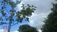 MALUS SYLVESTRIS (CRAB APPLE) - 10