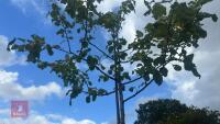 MALUS SYLVESTRIS (CRAB APPLE) - 11