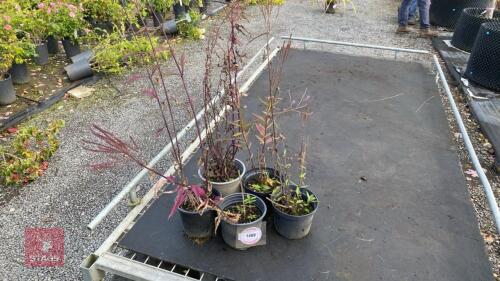 5 X VERONICASTRUM