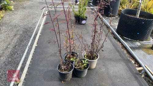4 X VERONICASTRUM