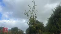 BETULA UTILIS JACQUEMONTII (HIMALAYAN BI - 6