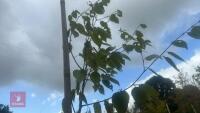 BETULA UTILIS JACQUEMONTII (HIMALAYAN BI - 8