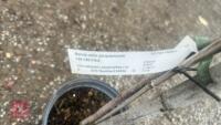 BETULA UTILIS JACQUEMONTII (HIMALAYAN BI - 9