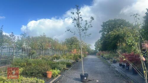 AMELANCHIER LAMARCKII ROBIN HILL (JUNEBE