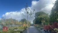 AMELANCHIER LAMARCKII ROBIN HILL (JUNEBE - 2