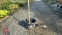 AMELANCHIER LAMARCKII ROBIN HILL (JUNEBE - 3