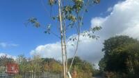 AMELANCHIER LAMARCKII ROBIN HILL (JUNEBE - 6