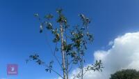 AMELANCHIER LAMARCKII ROBIN HILL (JUNEBE - 7