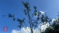 AMELANCHIER LAMARCKII ROBIN HILL (JUNEBE - 9