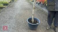 MALUS SYLVESTRIS - 3