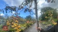 MALUS SYLVESTRIS - 4