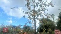 MALUS SYLVESTRIS - 5