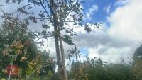 MALUS SYLVESTRIS - 7