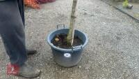 MALUS SYLVESTRIS - 8