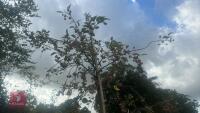 MALUS SYLVESTRIS - 9