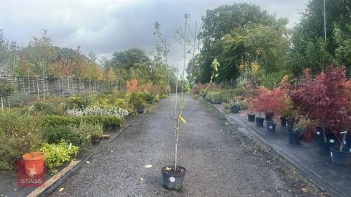 PRUNUS DOMESTICA 'BRYSTON GAGE'