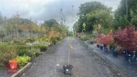PRUNUS DOMESTICA 'BRYSTON GAGE'
