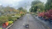PRUNUS DOMESTICA 'BRYSTON GAGE' - 2