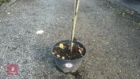 PRUNUS DOMESTICA 'BRYSTON GAGE' - 3