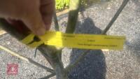 PRUNUS DOMESTICA 'BRYSTON GAGE' - 7
