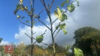 PRUNUS DOMESTICA 'BRYSTON GAGE' - 8