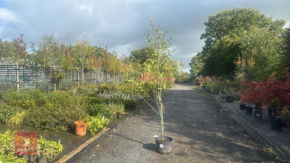 PRUNUS DOMESTICA 'BRYSTON GAGE'