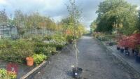 PRUNUS DOMESTICA 'BRYSTON GAGE' - 2