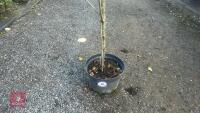 PRUNUS DOMESTICA 'BRYSTON GAGE' - 3