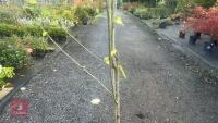PRUNUS DOMESTICA 'BRYSTON GAGE' - 4