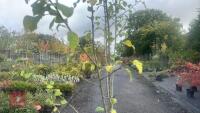 PRUNUS DOMESTICA 'BRYSTON GAGE' - 5