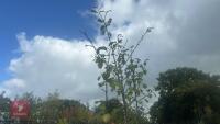 PRUNUS DOMESTICA 'BRYSTON GAGE' - 6