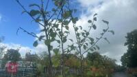 PRUNUS DOMESTICA 'BRYSTON GAGE' - 8