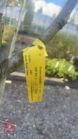 PRUNUS DOMESTICA 'BRYSTON GAGE' - 9
