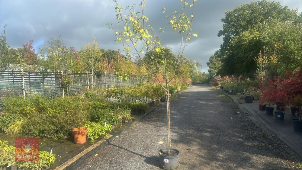 PRUNUS DOMESTICA 'HANNAFORD CHERRY'