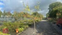 PRUNUS DOMESTICA 'HANNAFORD CHERRY' - 2