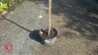 PRUNUS DOMESTICA 'HANNAFORD CHERRY' - 3