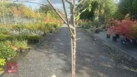 PRUNUS DOMESTICA 'HANNAFORD CHERRY' - 4