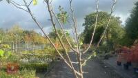PRUNUS DOMESTICA 'HANNAFORD CHERRY' - 5