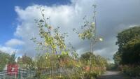 PRUNUS DOMESTICA 'HANNAFORD CHERRY' - 6