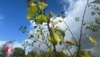 PRUNUS DOMESTICA 'HANNAFORD CHERRY' - 7