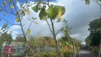 PRUNUS DOMESTICA 'HANNAFORD CHERRY' - 8