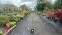 CARPINUS BETULUS (HORNBEAM)