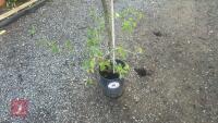 CARPINUS BETULUS (HORNBEAM) - 3